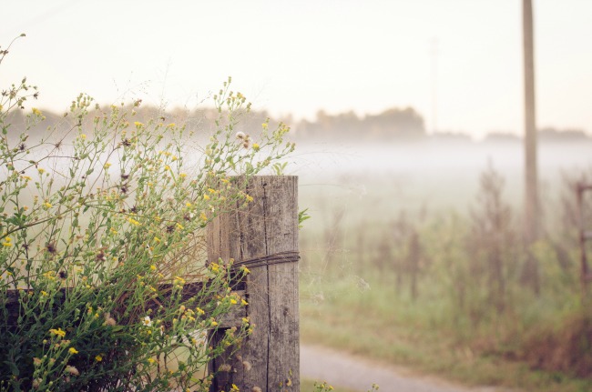 Misty field with wildflowers and a rustic wooden fence