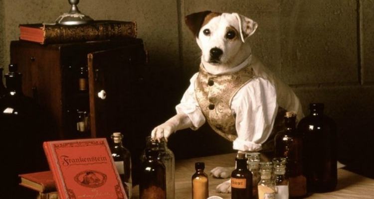Thanks for the Stories, Wishbone! (The ’90s TV Show that Taught Kids the Classics)