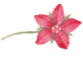 Illustration of Scarlet Pimpernel flower